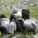 pantoufle en feutre Steinschaf le mouton