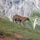 pantoufle en feutre Bergschaf le mouton