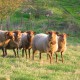 Semelles en feutre de laine, le mouton Roux Ardennais