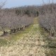 Huile d'olive vierge Négrette 1ere extraction à froid: les champs d'oliviers