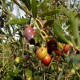 Huile d'olive vierge Picholine 1ere extraction à froid: l'olive sur l'arbre avant récolte