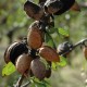 Amandes grillées salées du Mont Bouquet: les fruits sur l'arbre