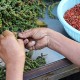 Poivre rouge de Kampot IGP trié à la main