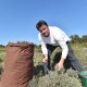 herbes de Provence sauvages bio Flore en Thym cueillies par Guillaume