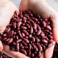 légumineuses bio