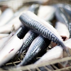 sardines poissons bio