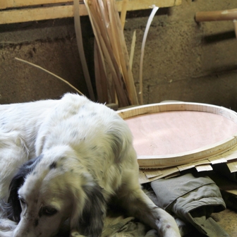 fabrication de fauteuils en châtaignier, le chien dans l'atelier