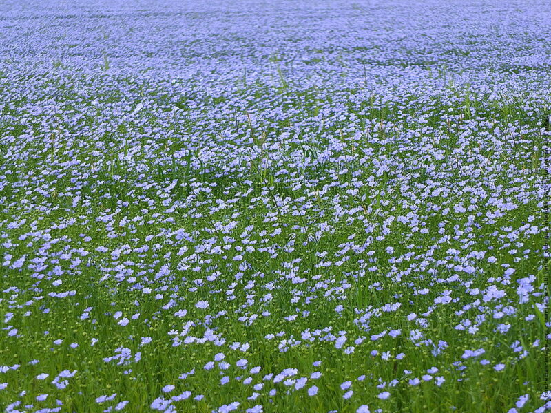 Linge de maison en lin, champ de lin en fleur