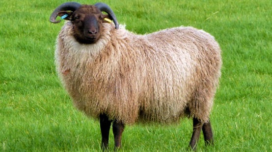 mouton shetland