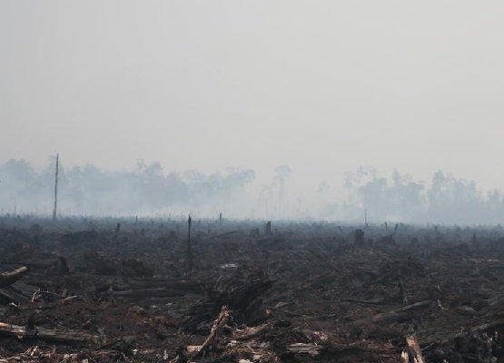 la déforestation par le feu